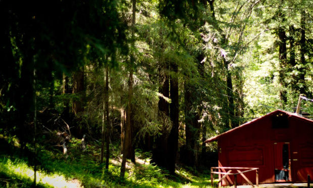 Winter in the Redwoods – a Tranquil Time at Enchanted Hills Retreat