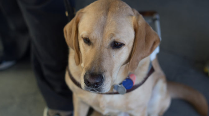 A closeup of a yellow lab guide dog.