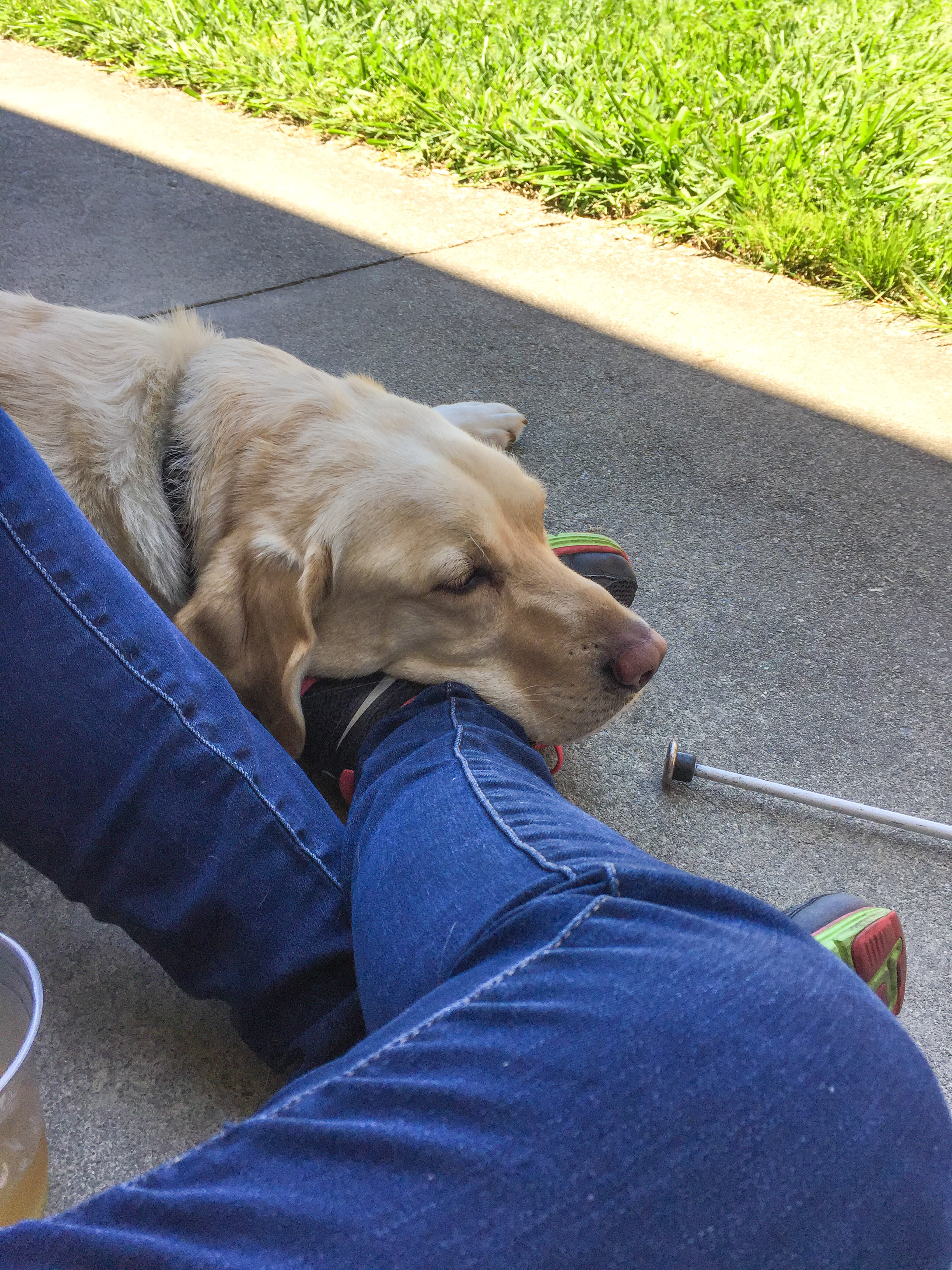 After a long day of exploring the Faire, a yellow lab guide dog rests its head on a participant's leg.