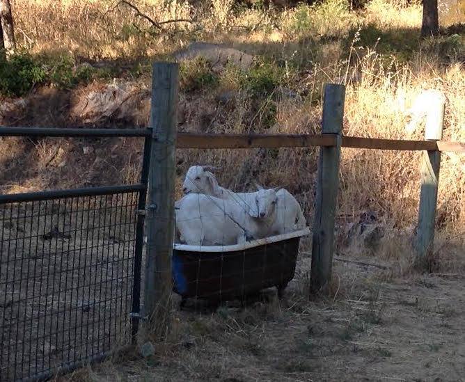 The goats huddled together in the bathtub.