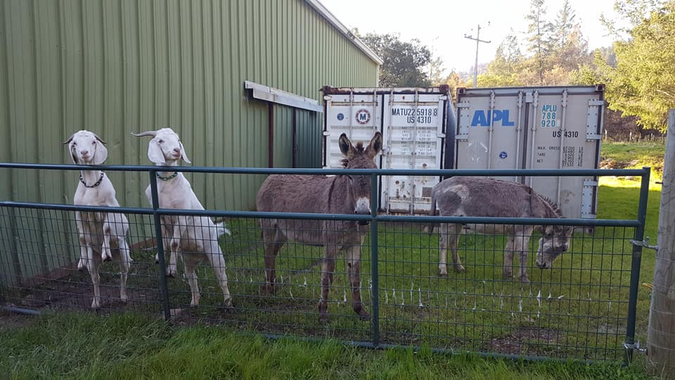 The two goats and two donkey stand beside the barn at EHC.
