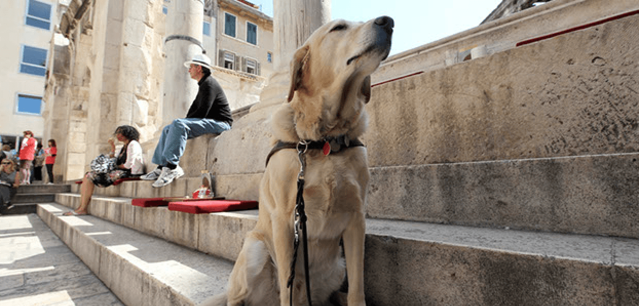 A resting dog sits on concrete steps, looking powerful and pensive.