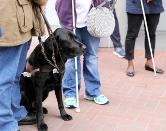 A guide dog user, seen from the waist down, holds the harness of a black Labrador sitting on a brick sidewalk, surrounded by people standing and holding white canes.