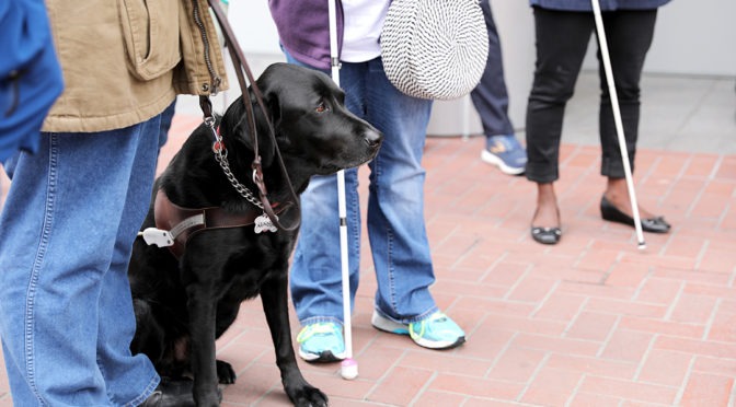 A black labrador guide dog sits on the cement with people standing around holding white canes
