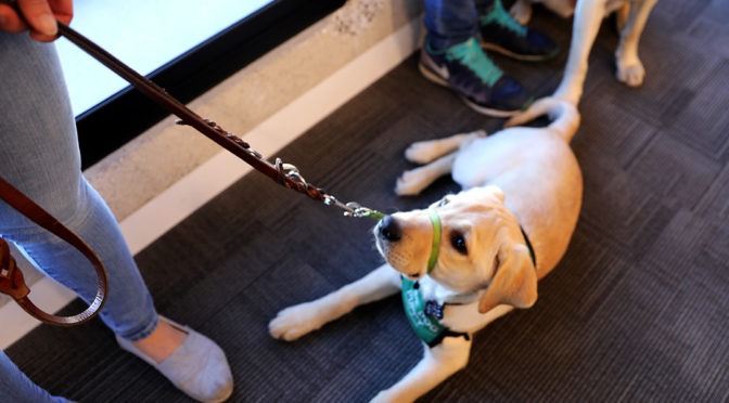 LightHosue Holds “So You Think You Want A Guide Dog” Info Session, 10/19