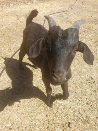 A black baby goat born spring 2021 at Enchanted Hills Camp