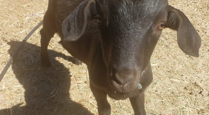 A black baby goat born spring 2021 at Enchanted Hills Camp