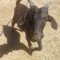 A black baby goat born spring 2021 at Enchanted Hills Camp