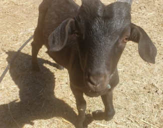 A black baby goat born spring 2021 at Enchanted Hills Camp