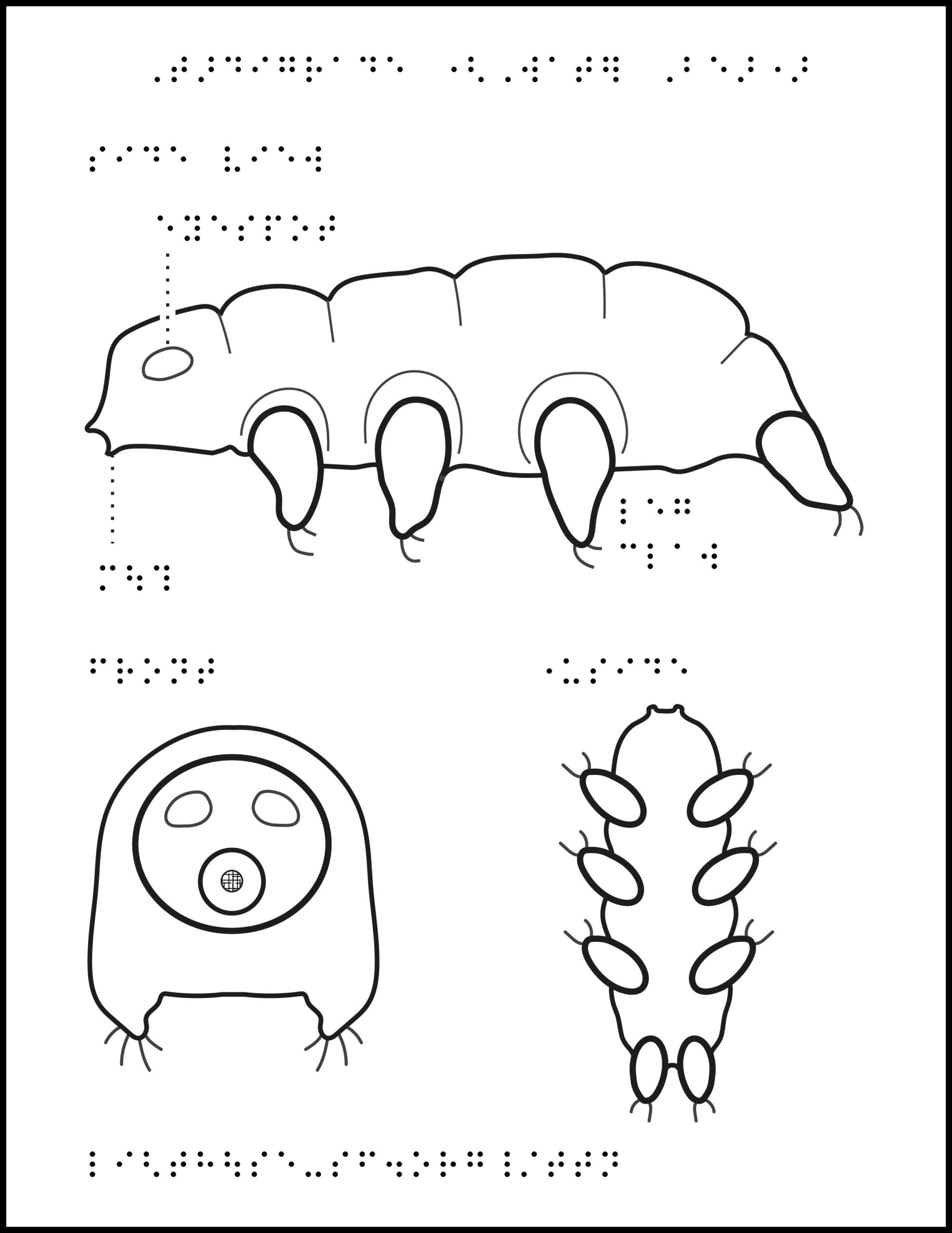 Illustration of side view, front view, and underside of a tardigrade, a sweet potato-shaped creature with 8 legs, eyespot, and braille labels.