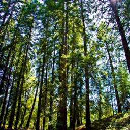 Redwood trees at Enchanted Hills Camp in Napa, CA