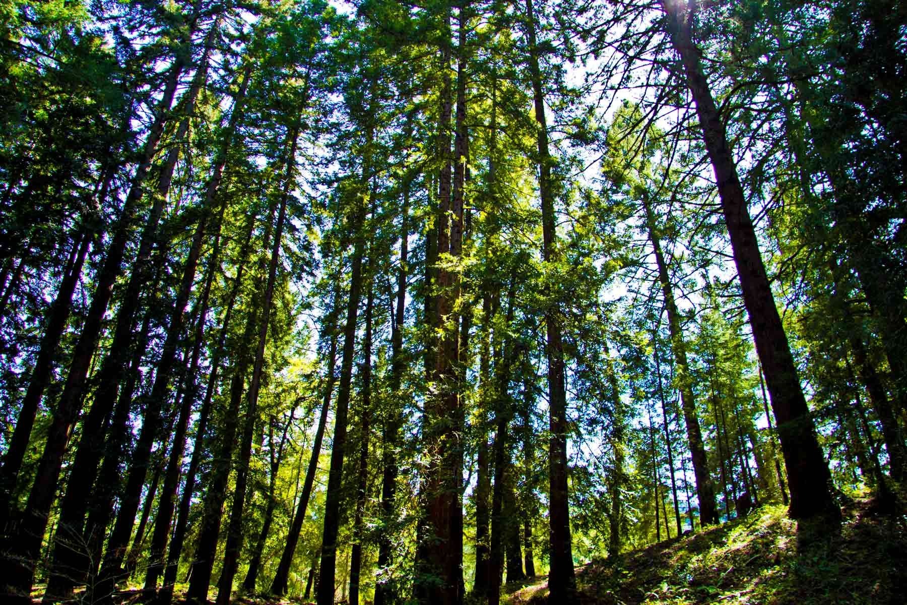 Redwood trees at Enchanted Hills Camp in Napa, CA