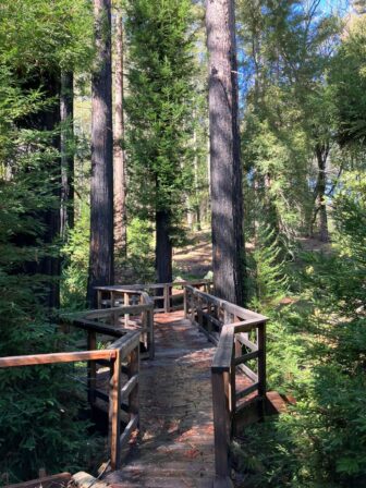 View of the bridge behind Legacy Camp. The bridge crosses over a babbling brook surrounded by redwood trees