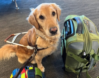 Gleam, a golden retriever on harness, sits next to a backpack on the ground at an airport