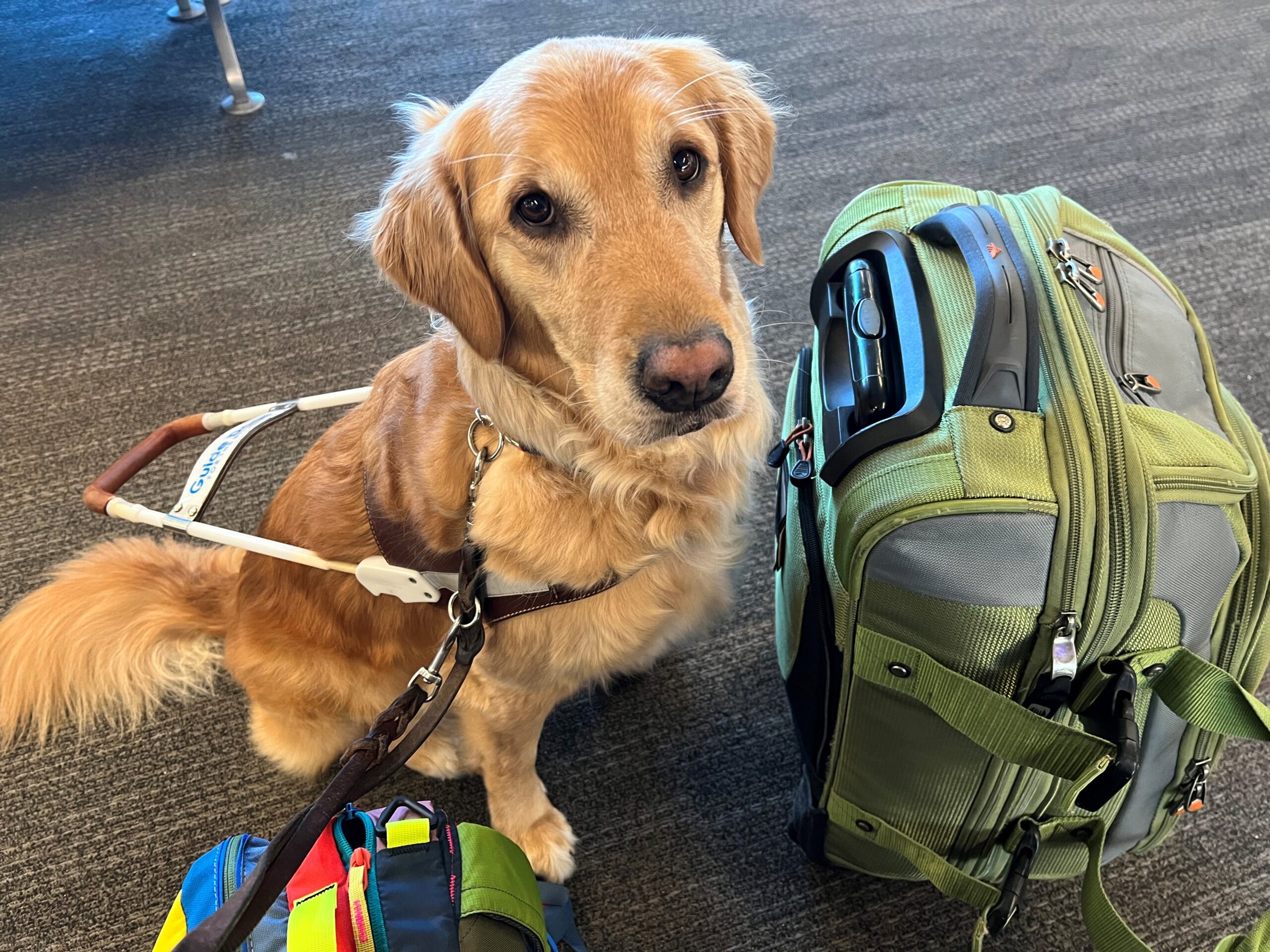 Gleam, a golden retriever on harness, sits next to a backpack on the ground at an airport