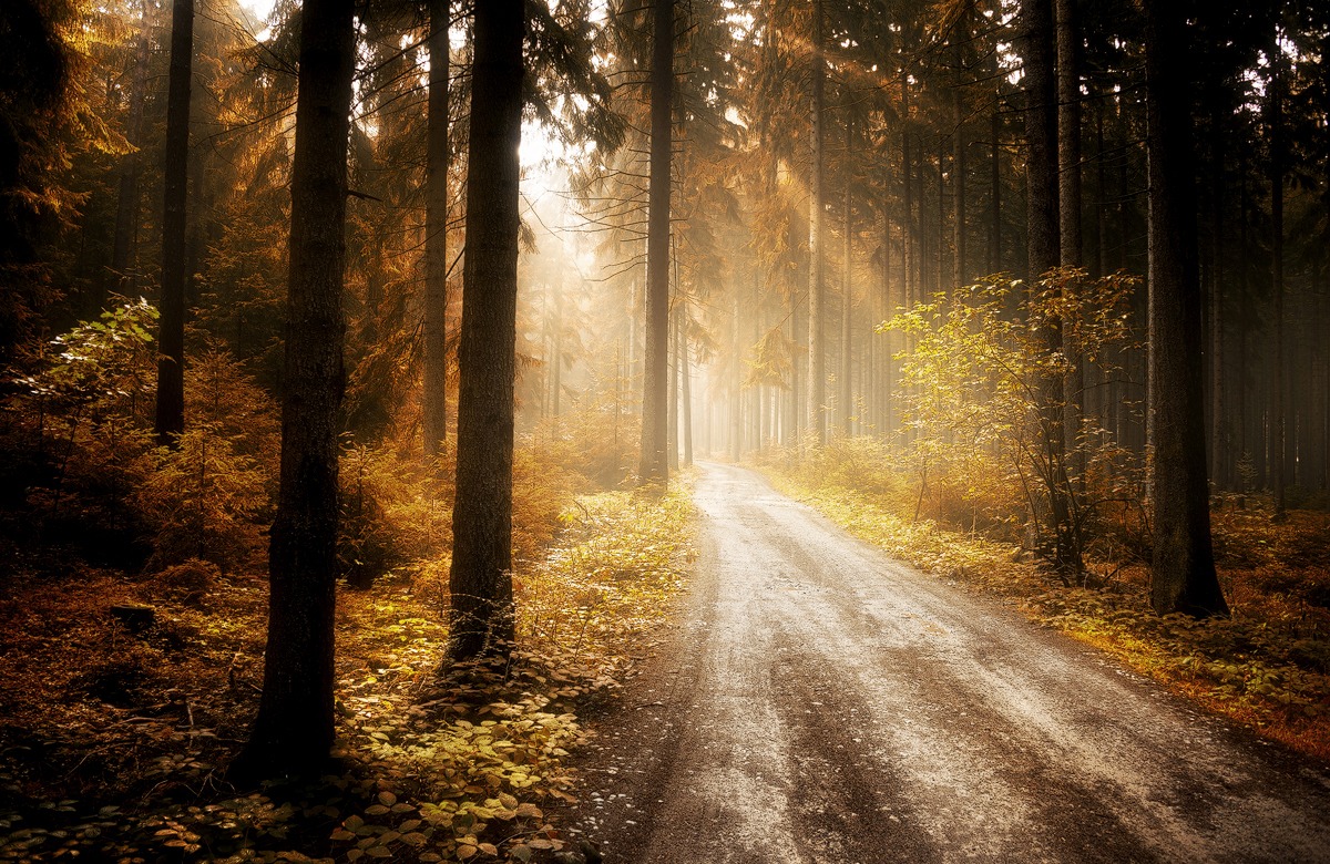 The sun shining between redwood trees at Enchanted Hills Camp
