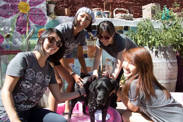 Dog Guide Dakota enjoys a thorough wash from members of the U.C. Berkeley Foresight