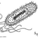 detailed drawing of a bacterium