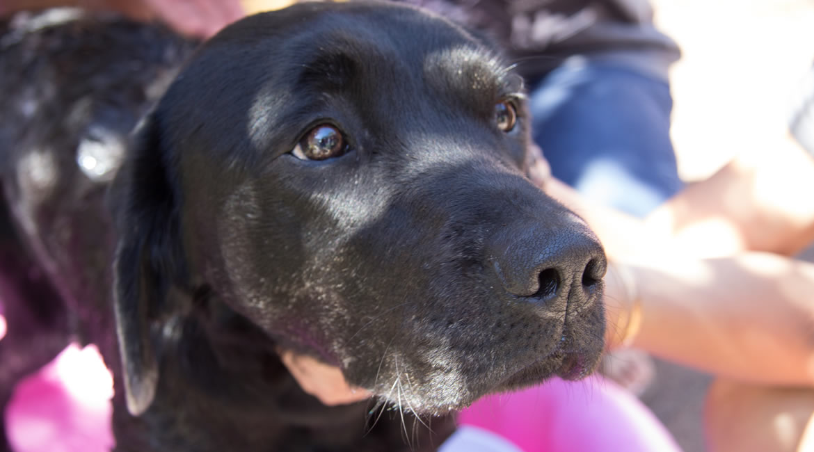 A close-up of a beautiful Black Labrador guide dog.