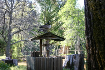 Two black-necked geese perch on top of the well at Enchanted Hills Camp